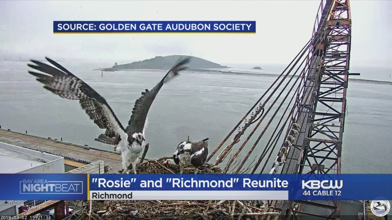 Mated Ospreys Rosie and Richmond Reunite - YouTube
