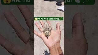 Kabutar Magical Growth😱🕊️📈#youtube #shorts #pigeon #kabutar #growth #pigeongrowth