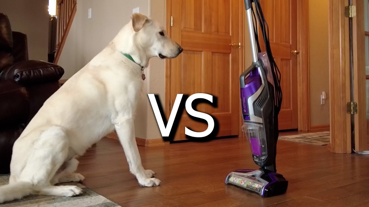 Bissell Crosswave Pet Pro VS Dog Hair. How Does It Do? YouTube