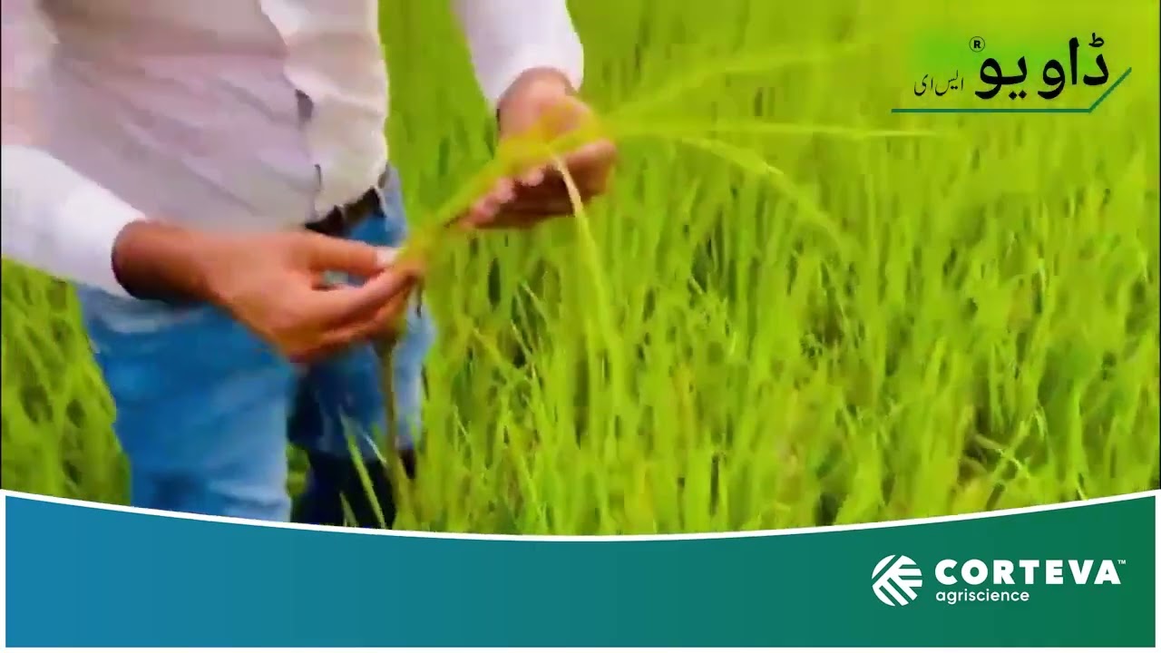 Daoyou Delivers | See Its Best Performance | Rice Crop