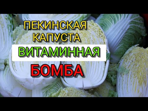 Полезные свойства Пекинской Капусты