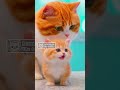 Kitten Tries to Pass Airport Security… With a Tiny Passport! 🐱✈️