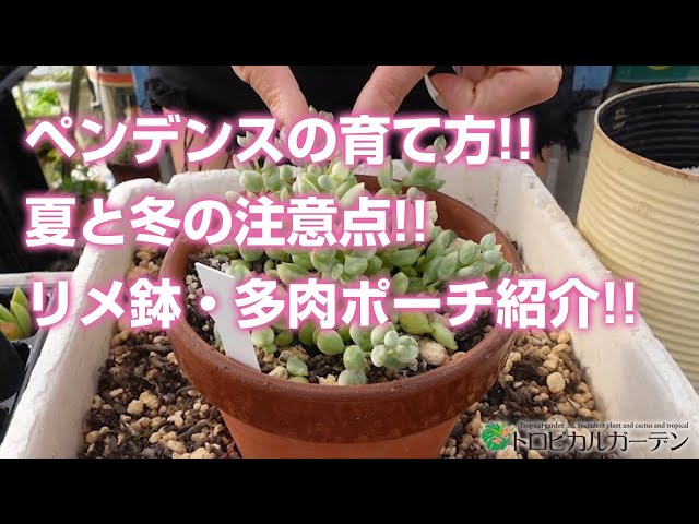 ペンデンス♡多肉植物☆鉢ごと♡モリモリ☆ sddefault.jpg