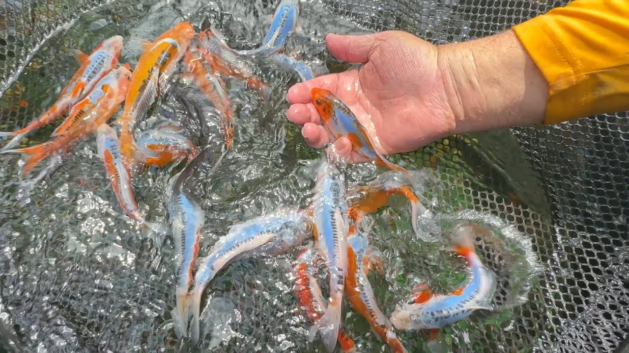 AT KOI FARM IN OCALA FLORIDA! PICKING UP SOME NEW FISH FOR BASE CAMP! HOW MANY WILL THEY GET?
