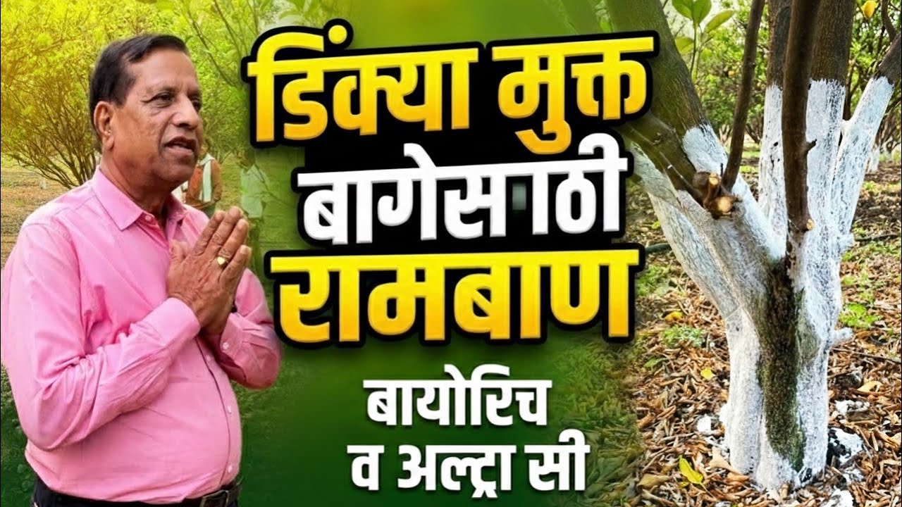 PART ￼01 | ￼डिंक्या मुक्त बागेसाठी रामबाण बायोरिच व अल्ट्रा सी