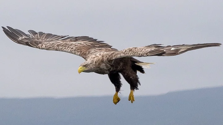 Magnificent White Tailed Eagles of Scotland 🦅| Scotland 🌎 🏴󠁧󠁢󠁳󠁣󠁴󠁿 | Wild Travel | Robert E Fuller - DayDayNews