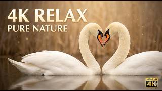 The Secret World of Water: 18 Minutes of Pure Serenity | 4K Ultra HD screenshot 3