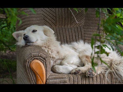 Собачья жизнь в приюте "Право на жизнь"