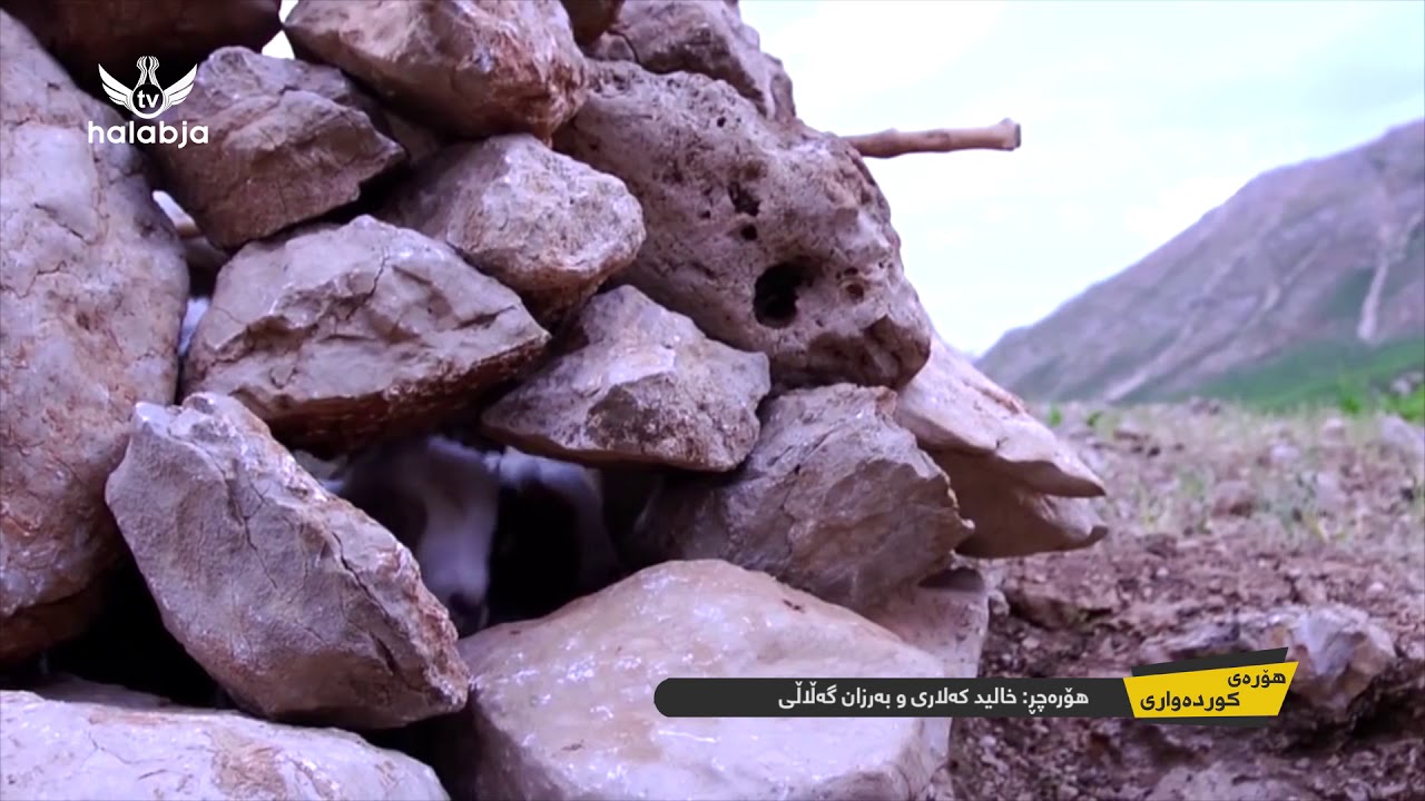 هۆره‌ی كوده‌واری-هۆره‌ چڕ: خالید كه‌لاری و به‌رزان گه‌ڵاڵی