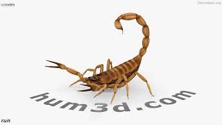 Animated Scorpion 3D model (Rigged) by 3DModels.org 3D model by 3DModels.org