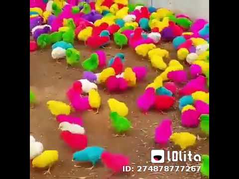 شاهد العصافير من عند الله