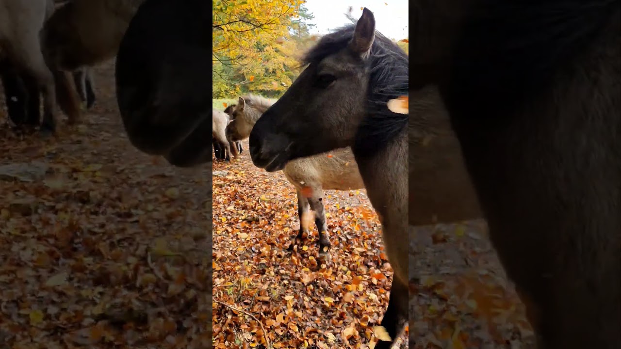 Konik Horses in the stormy Autumn Forest 