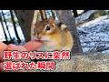 人間を信じた野生の動物たち〜奇跡の絆と母性の記録〜 #野生動物 #動物の母性 #人間と動物の絆 #野生の奇跡 #感動の実話