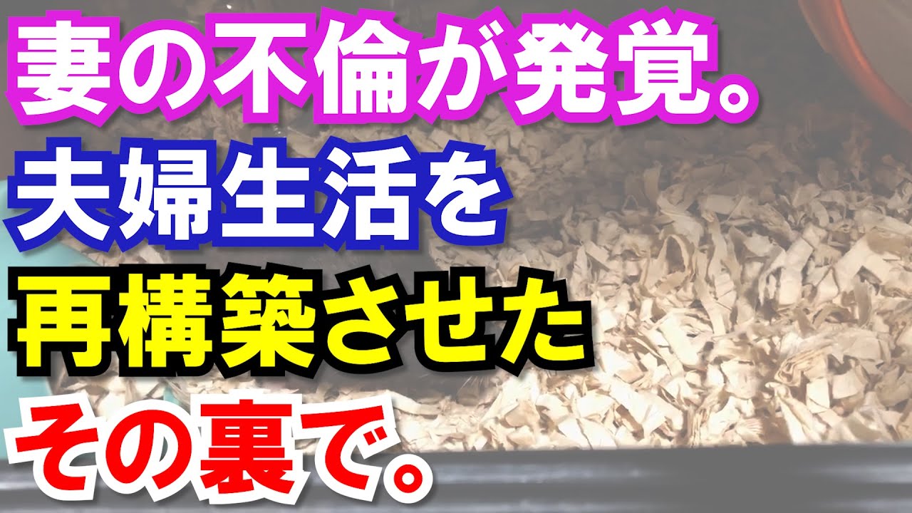 【スカッと】嫁のウワキが発覚→しかし俺は再構築に向けて頑張り、嫁の気持ちは再び俺に戻って再構築大成功…というのは俺の復讐の準備だった…