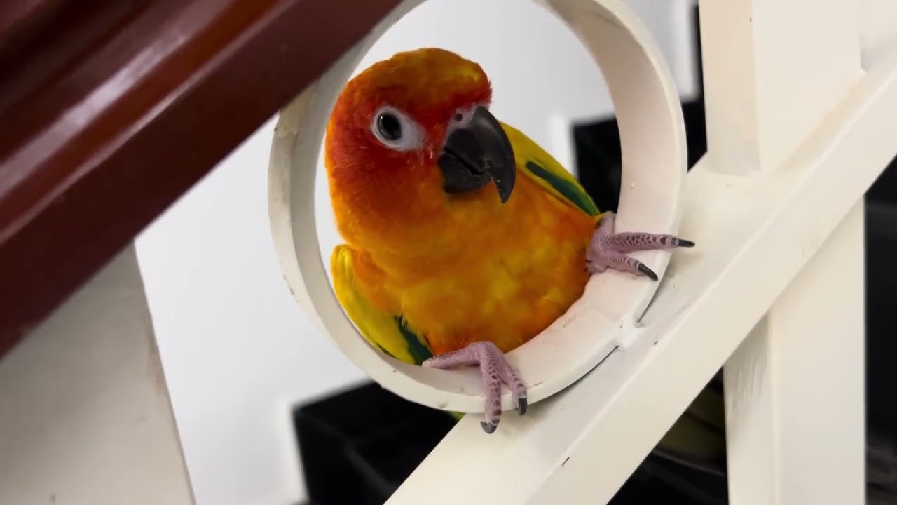 Sun Conure Julie playing in new house 
