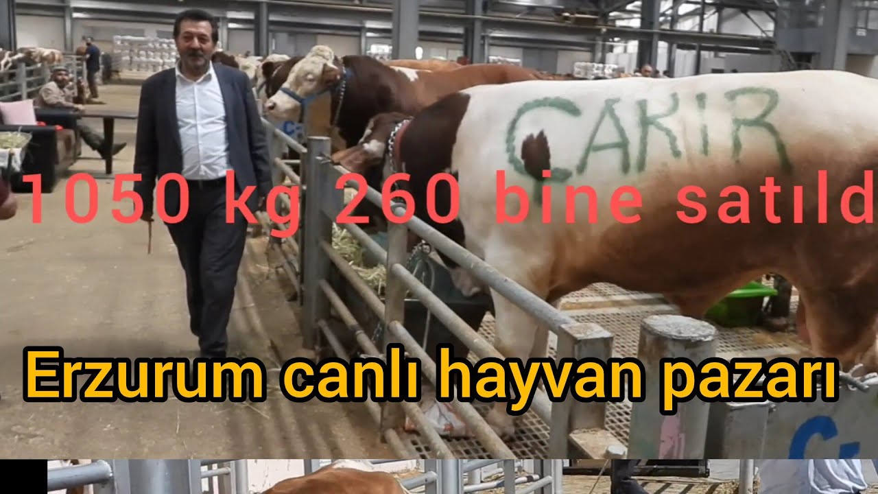 Erzurum canlı hayvan pazarı 2024 kubanlıkları#kurbanlıkfiyatları#erzurumhayvanpazarı#2024kurbanlık#
