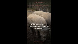Rhinos have secret conversations humans can't hear (2010s) #Shorts