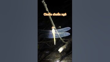 Chuồn chuồn ngô ngủ đêm