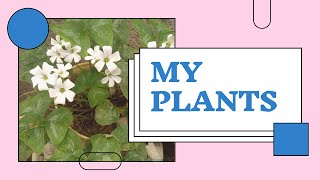 Mini Vlog #2 | My Plants. Part 1 | Dess Moncada Net Worth