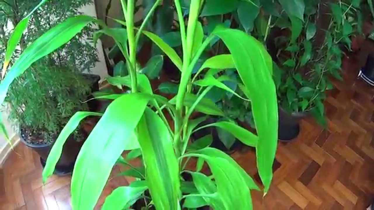 ラッキーバンブー ドラセナサンデリアーナ Youtube