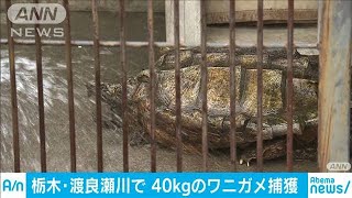 栃木で40キロのワニガメ捕獲　「まるで恐竜・・・」(19/06/02)