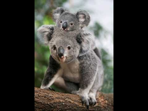 Koala Sound Crie De Koala صوت الكوالا 