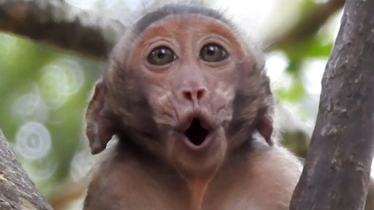 Baby Monkey CRY Monkey CRY Loudly Why Baby Monkey CRY YouTube Baby Monkey CRY Monkey CRY Loudly Why Baby Monkey CRY YouTube