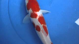 โคฮากุ โออิชิ 30 cm.Unk.AVI