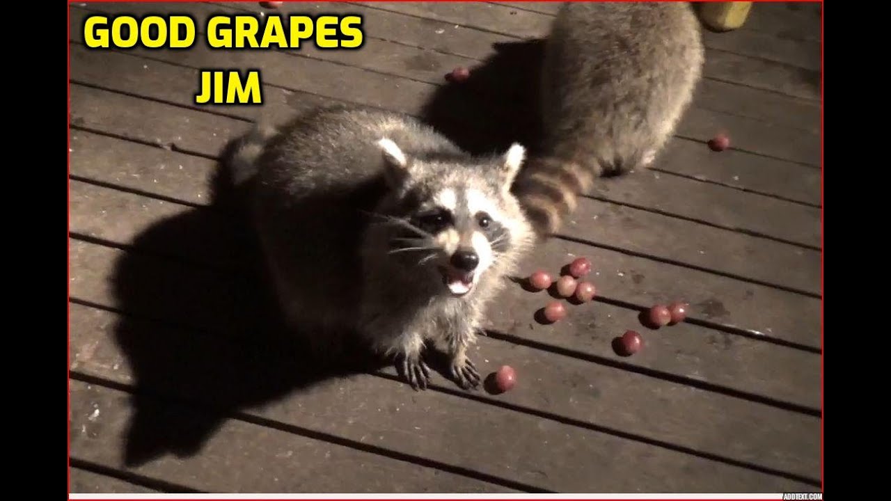 Believe In ABLE Self Tapestry Cartoons Raccoon Stay Trashy Meme Tapestry  Wall Hanging Aesthetic Bedroom Decor Racoon Flag Banner - AliExpress, image size:1280x720