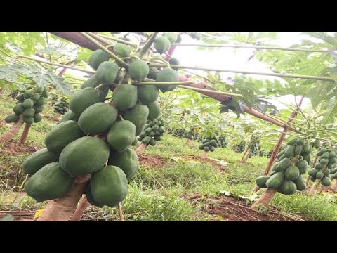 Video: Pawpaw Picking Season - Mga Tip Para sa Pag-aani ng Pawpaw Fruit