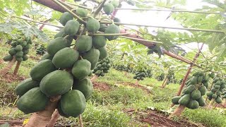 Papaya Planting Seasons. Kailan Maganda magtanim ng Papaya?  Wet/Dry Season?