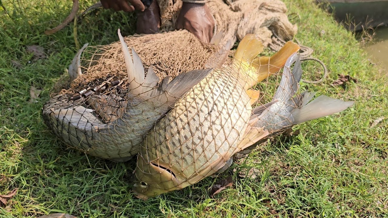 Big Fish Hunting By Cast Net - Amazing Net Fishing in Village Pond - Fishing With Cast Net