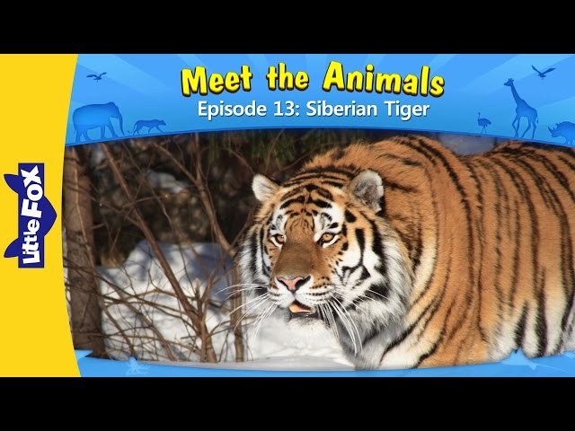 Meet The Siberian Tiger - Wild Animal