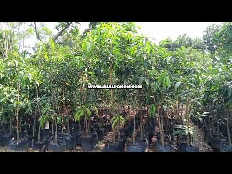 Pohon Mangga Yuwen Cepat Berbuah, Bisa Ditabulampot !