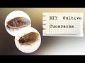 DIY Cultivo de Cucaracha 🪳 |  Lobster y Dubia 👩🏻&zwj;⚕️🐾 |  ALIMENTO vivo para REPTILES 🦎