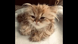 Shaded Golden Persian Kitten Playing