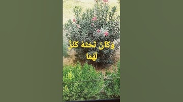 ما الكنز المذكور في سورة الكهف