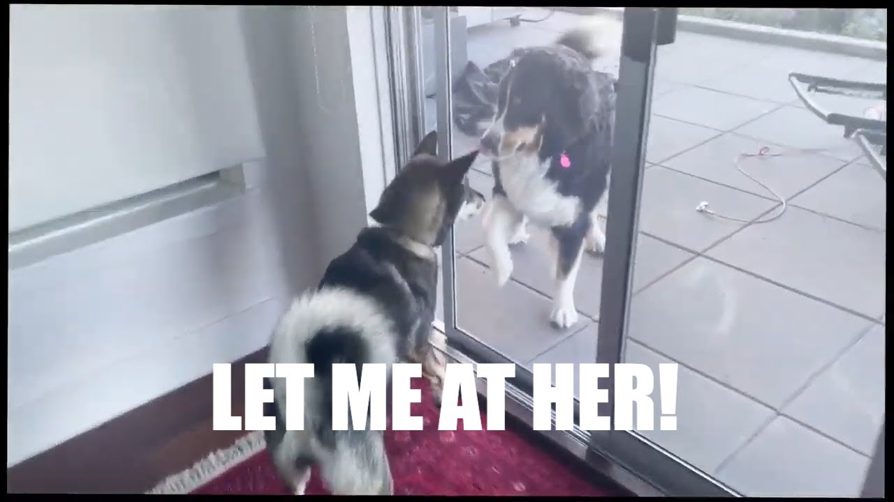 BERNESE MOUNTAIN Dog VS SHIKOKU-KEN Dog!