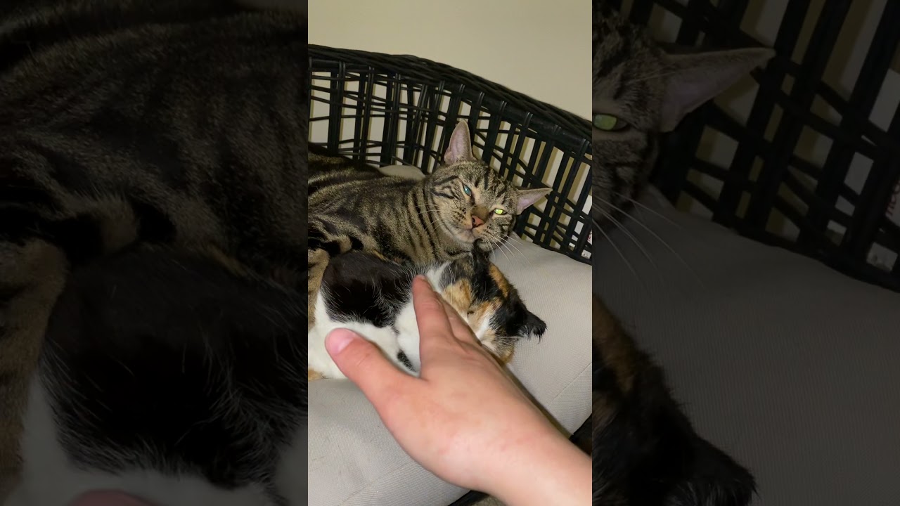 Чейз не разрешает мне отвезти Милли к ветеринару 