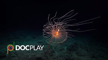 Deep Rising | Official Trailer | DocPlay