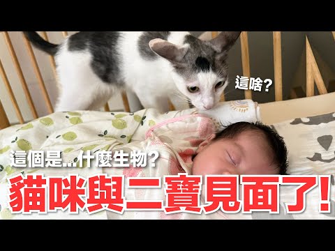 【好味小姐】貓咪與二寶見面了！這個是...什麼生物？｜好味貓日常185