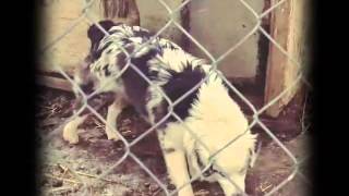 Miniature Australian Shepherd Adoption