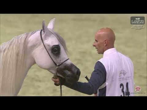 شمال ۳۴ فریده الجهام رتبه دوم شبه جزیره ملی الریان مسابقات  2025 مادیان ها ۲ ساله ها کلاس ۲