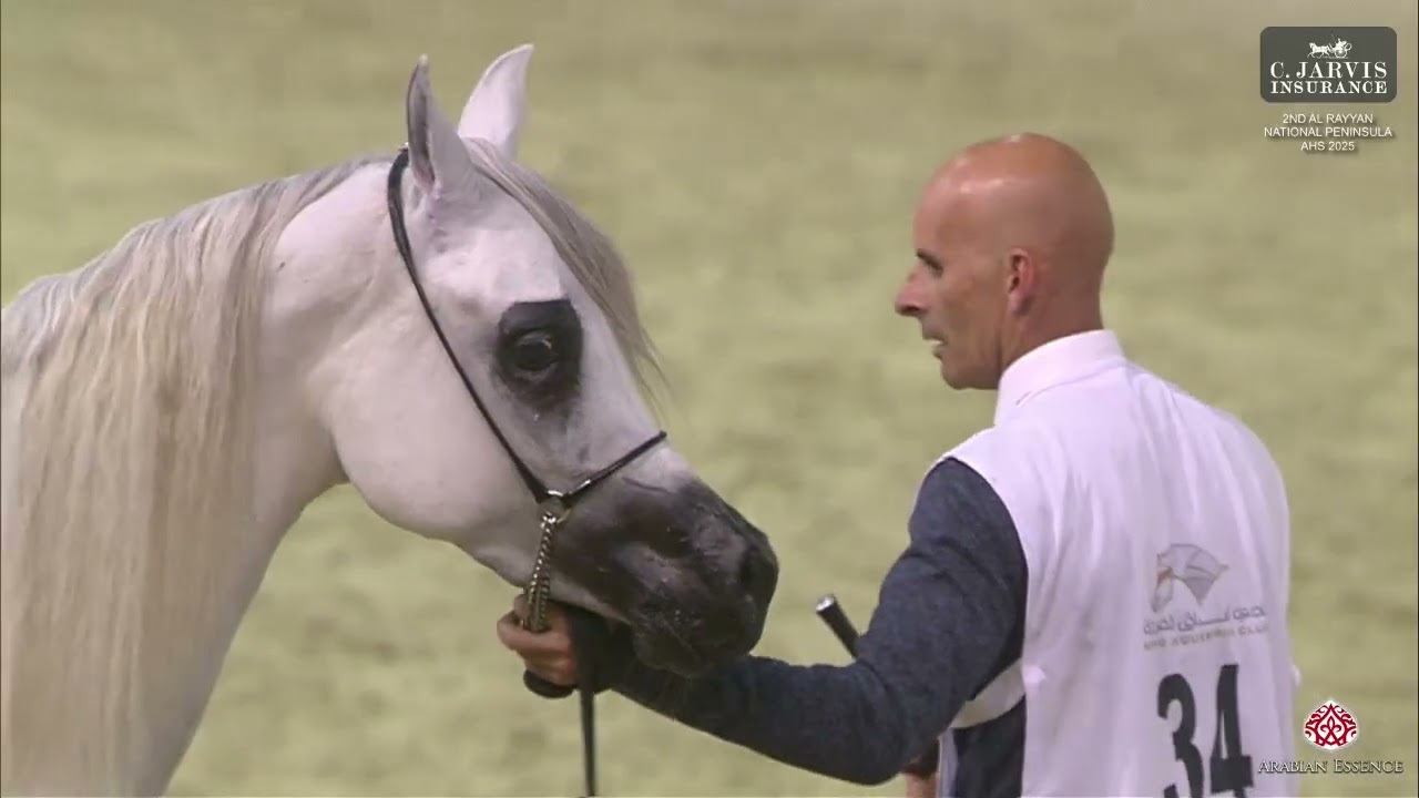 N 34 FARIDA AL JAHAM   2nd Al Rayyan National Peninsula AHS 2025   Fillies 2 Years Old Class 2A