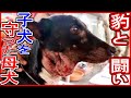 3匹の子犬を守るため母犬は野生のヒョウに立ち向かいました、奇跡の物語