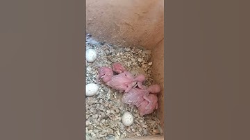 Australian checks#lovebirds #birds #lovebirds#shorts#subscribe#hamzabirds