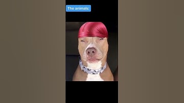 When you look for a pet to buy 😂