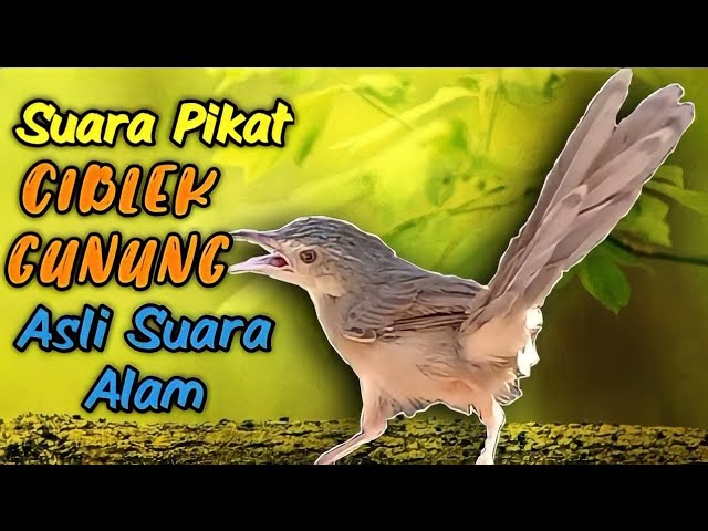 Suara pikat Ciblek Gunung (suara ciblek gunung asli di alam) class=