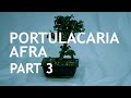 Portulacaria Afra (Dwarf Jade) Bonsai, from a cutting, 3