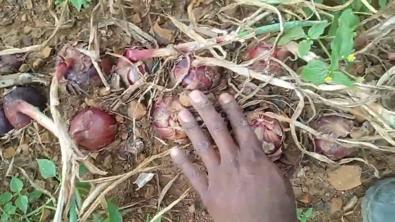 Commercial Onion Harvesting